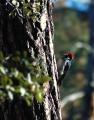 Acorn Woodpecker